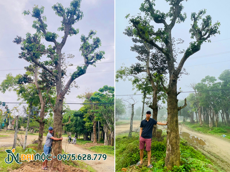 Kỹ sư Hà Quang Phúc đang giới thiệu gốc cây lộc vừng cổ thụ cho khách