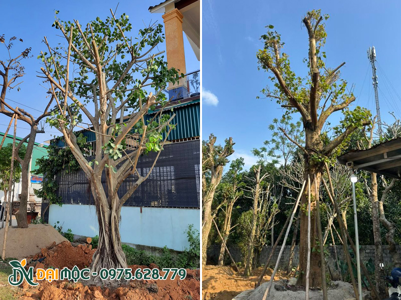 Trồng cây bồ đề cho dự án ở Gia Lai