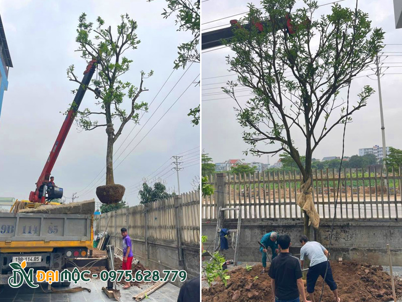 Công nhân đang tiến hành trồng cây bưởi cổ thụ trước sân vườn nhà dân ở Phú Thọ
