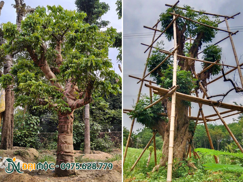 Vườn dưỡng những gốc cây nhãn đại thụ đường kính siêu lớn