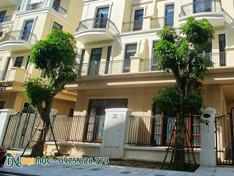 Trồng cây xoài cổ thụ trước mặt tiền nhà biệt thự liền kề