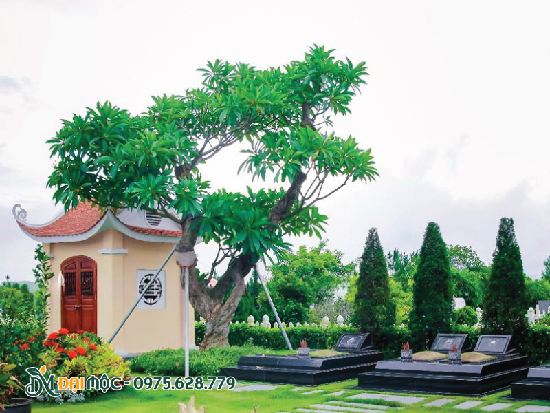 Cây hoa đại trồng cạnh huyệt mộ