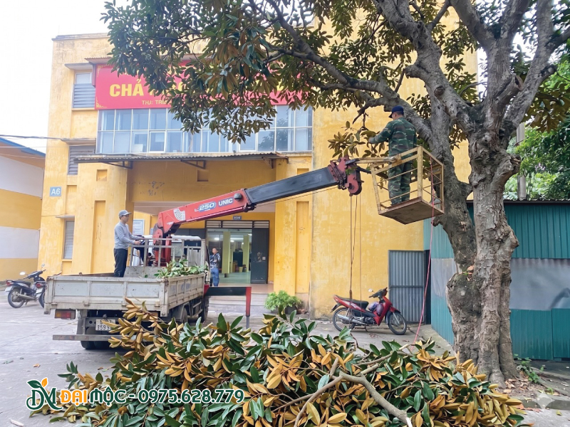 Thời tiết khô ráo lý tưởng để cắt tỉa