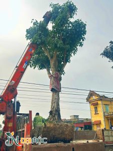 Cẩu hạ cây bồ đề đại thụ đường cao 7m