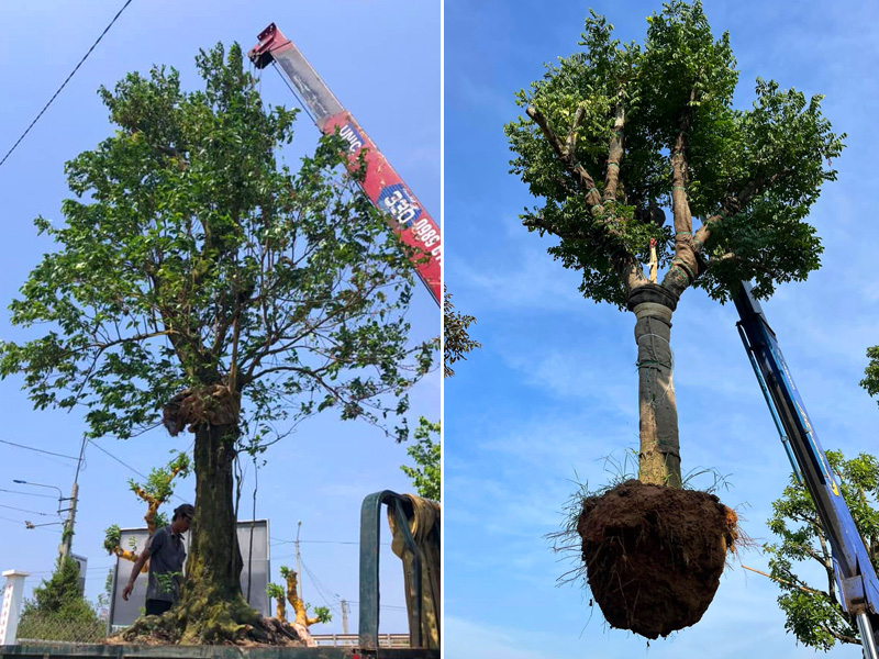 Hạ trồng cây khế cổ thụ đường kính bầu lớn
