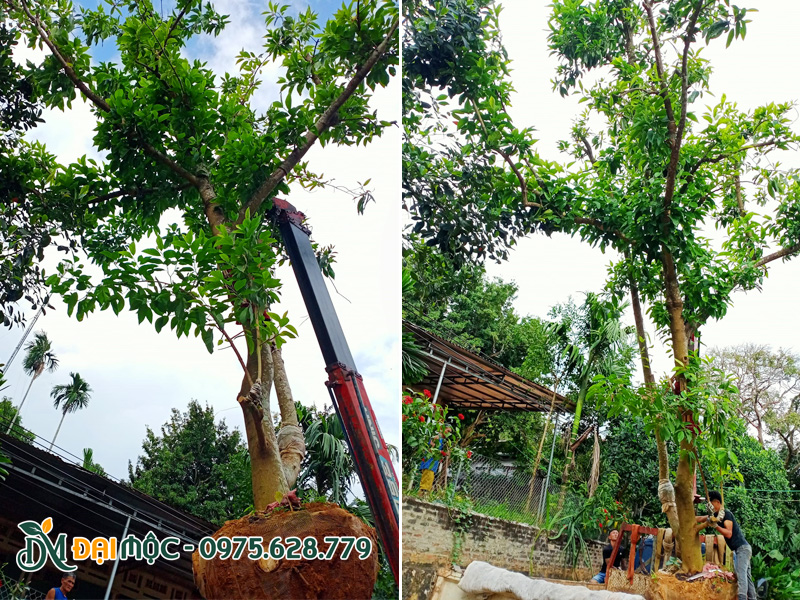 Bọc bầu và cẩu cây ngọc lan cổ thụ lên xe