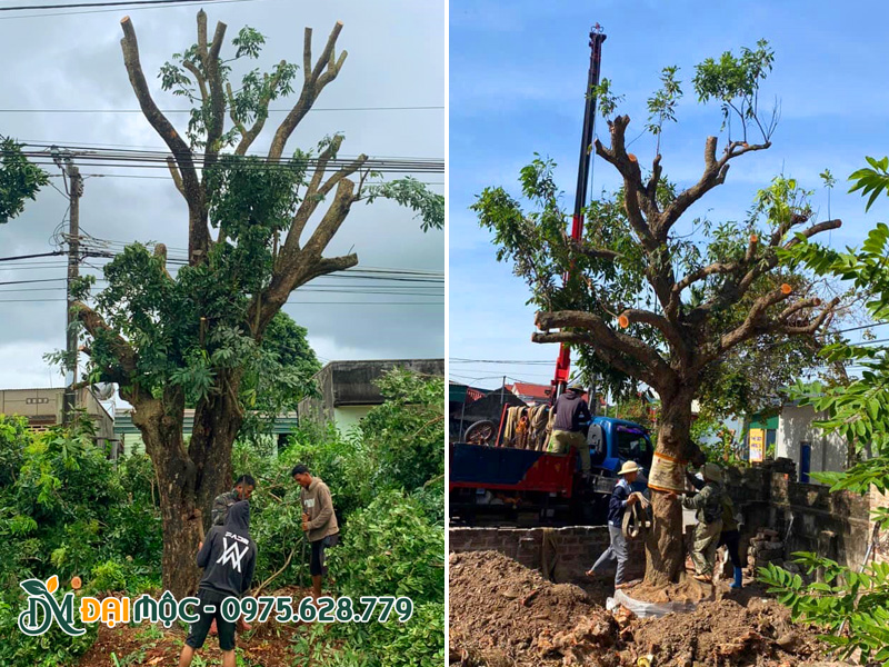 Cẩu cây nhãn cổ thụ mới bứng lên xe giao cho khách ở Ninh Bình