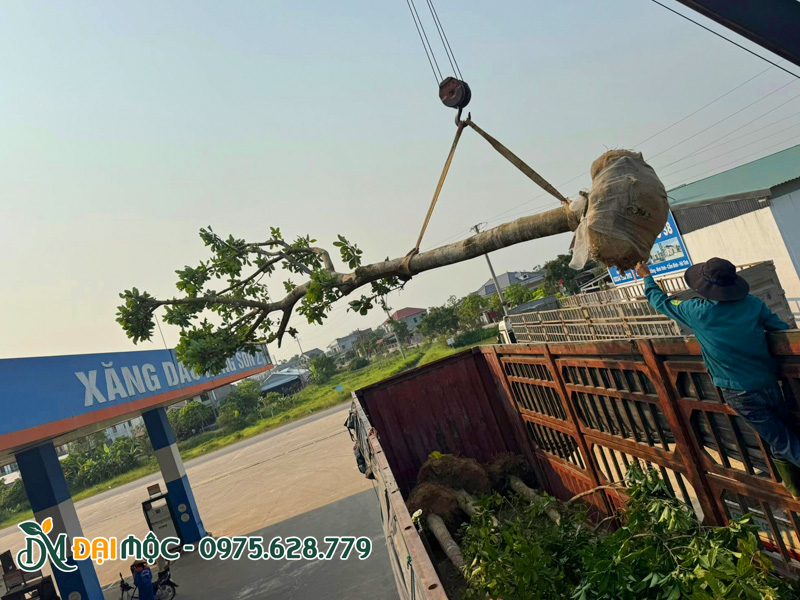 Cẩu xếp cây lộc vừng cổ thụ lên xe đầu kéo
