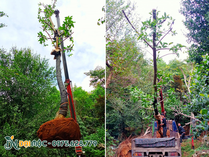 Cần cẩu nâng từ từ cây ngọc lan cổ thụ lên thùng xe, sẽ có công nhân trên xe xếp gọn gàng