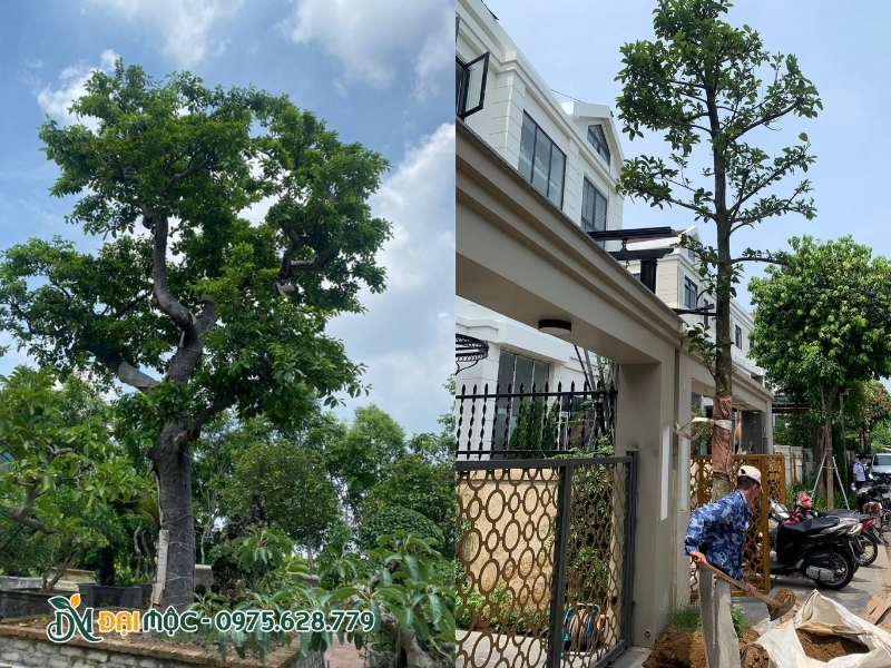Cây chay có hệ tán rộng, nghệ thuật