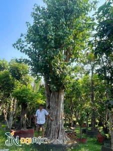 Cây dưỡng trong bầu nổi hơn 2 năm, chiều cao khoảng 7m
