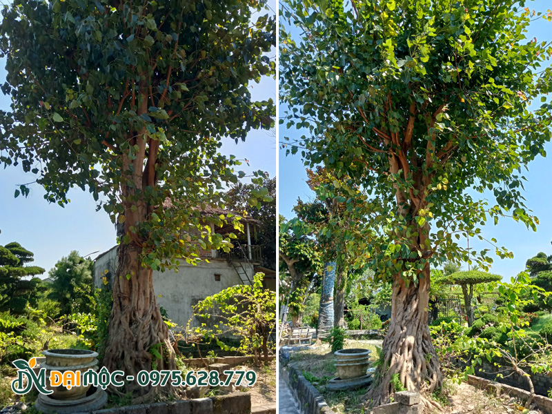 Hình ảnh cây bồ đề cổ thụ trồng trước sân nhà, chiều cao hơn 6m
