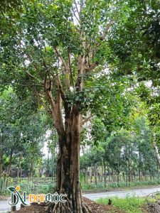 Cây bồ đề tự nhiên, thoát thân cao khoảng 3m, vanh gốc gần 300cm