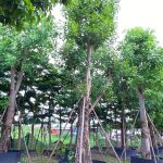 Bồ đề công trình giá tốt