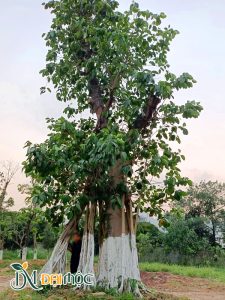 Cây có rễ phụ đang phát triển thành một nhánh thân khác