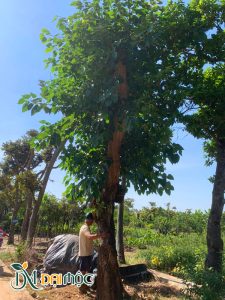 Cây lớn đã dưỡng khoảng 3 năm tại vườn ở Hà Nội