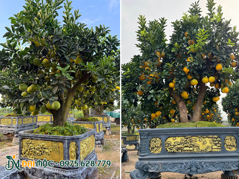Chậu cây bưởi cảnh chơi Tết siêu đẹp