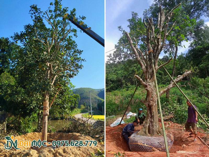 Công nhân đang bứng bầu cây bưởi cổ thụ để đem về vườn dưỡng ủ