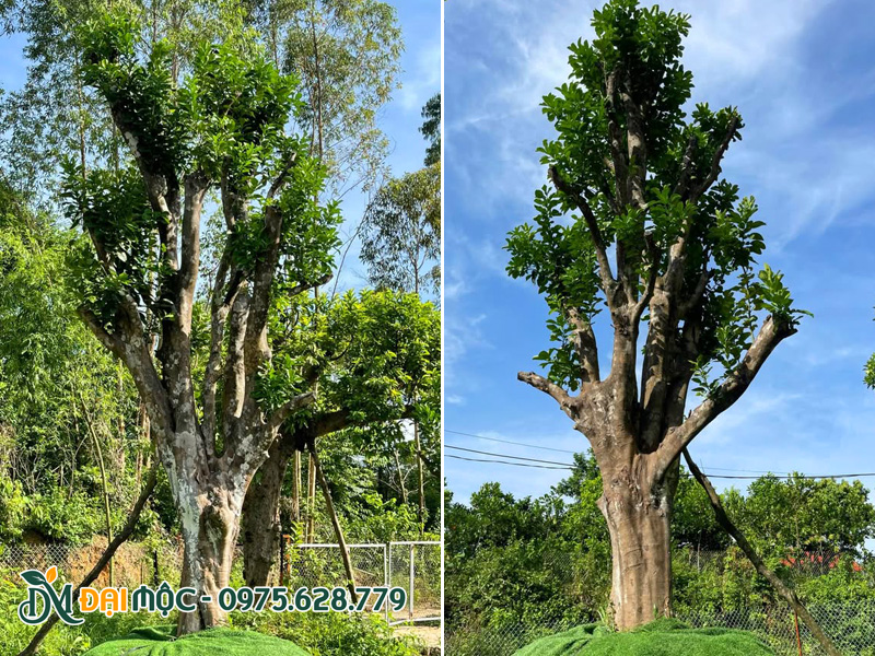 Bưởi cổ thụ thoát thân vừa phải phù hợp trồng sân vườnn, tiểu cảnh trung tâm