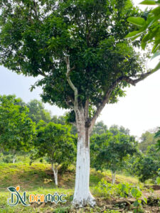Cây Bưởi Cổ Thụ