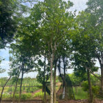 Cây bưởi công trình sẵn sàng ra hoa và quả