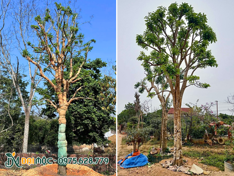 Khu vực dưỡng ủ cây bưởi Đoan Hùng cổ thụ
