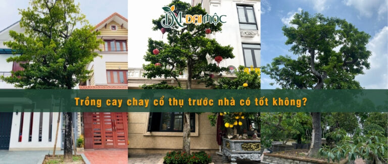 Trồng cây chay ruột đỏ cổ thụ trước nhà rất tốt