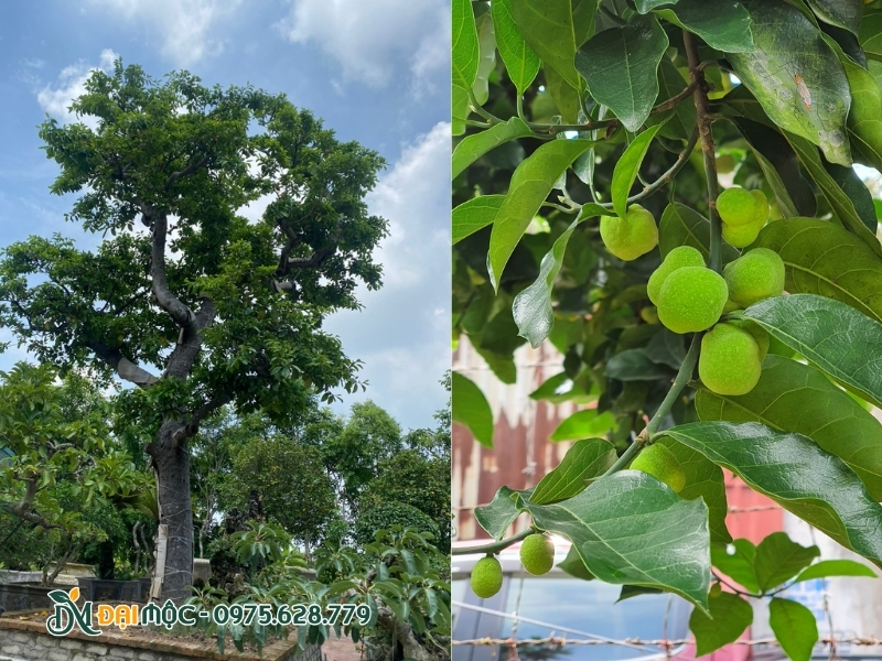 Cây chay rất nhiều quả trên cành