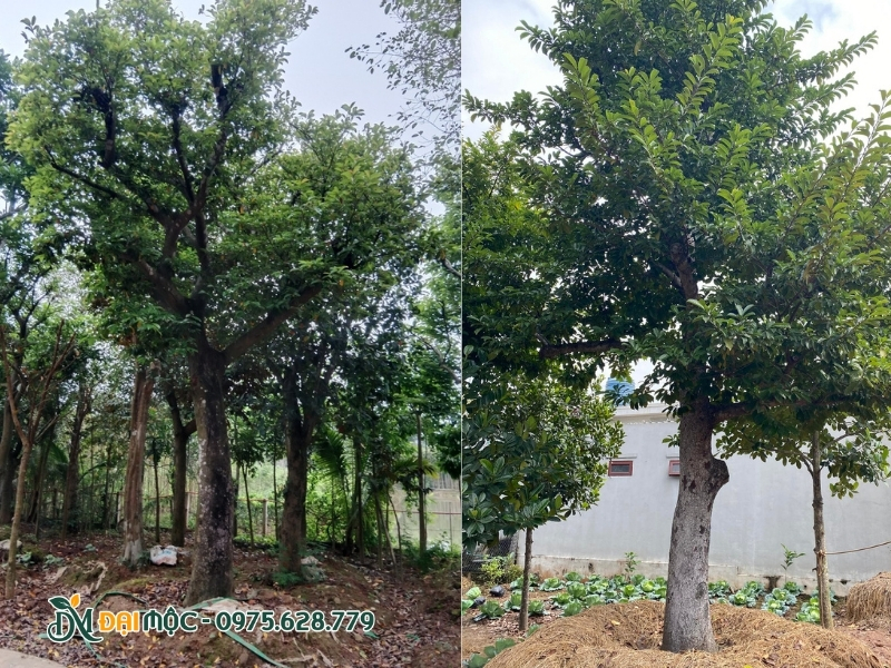 Nên chú ý chăm sóc để cây chay xanh tốt, khỏe mạnh