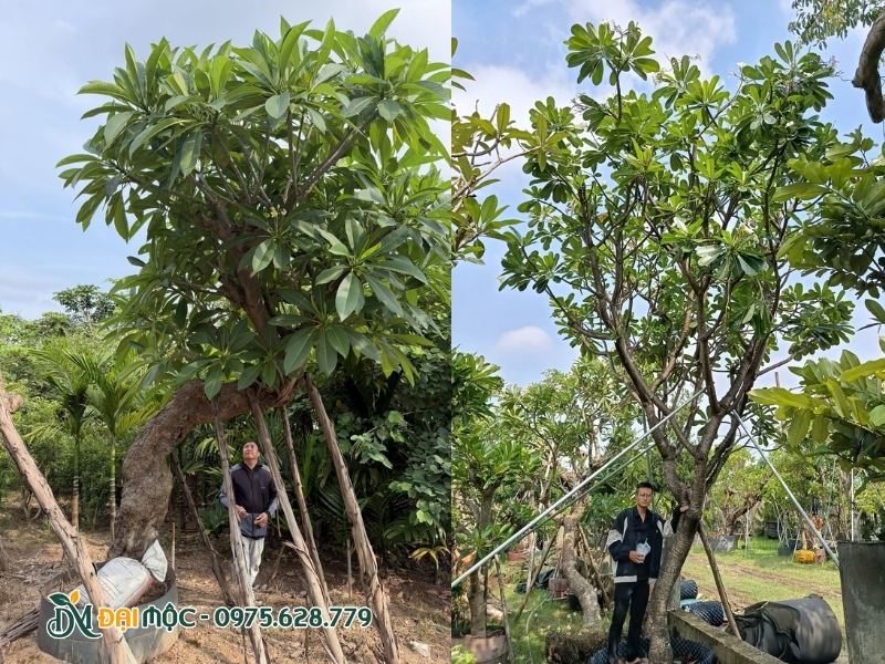 Cành lá cây hoa đại xanh tốt