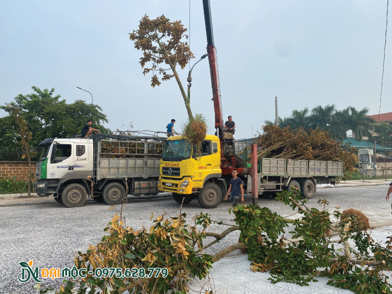 Hạ bầu cây vú sữa cổ thụ xuống công trình