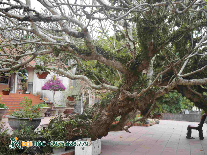 Thân và cành trơ trụi của cây hoa đại cổ thụ