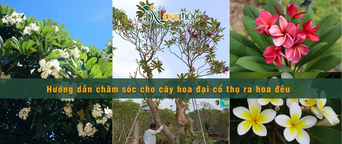 Chăm sóc cho cây hoa đại cổ thụ ra hoa