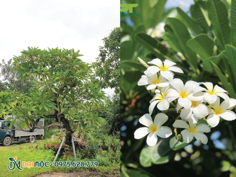 Sắc trắng tinh khôi của cây hoa đại trắng cổ thụ