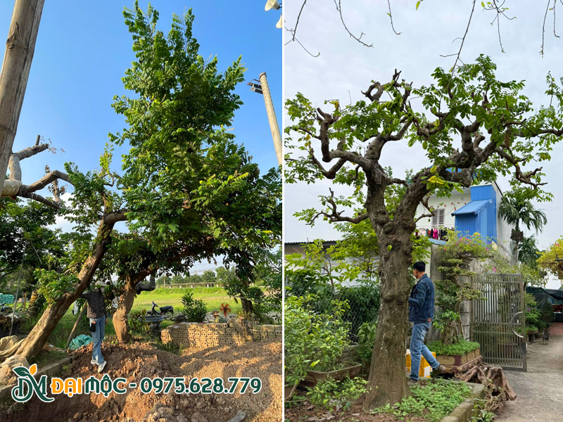 Cây khế dáng bàn trà đẹp, chiều cao 4 - 5m