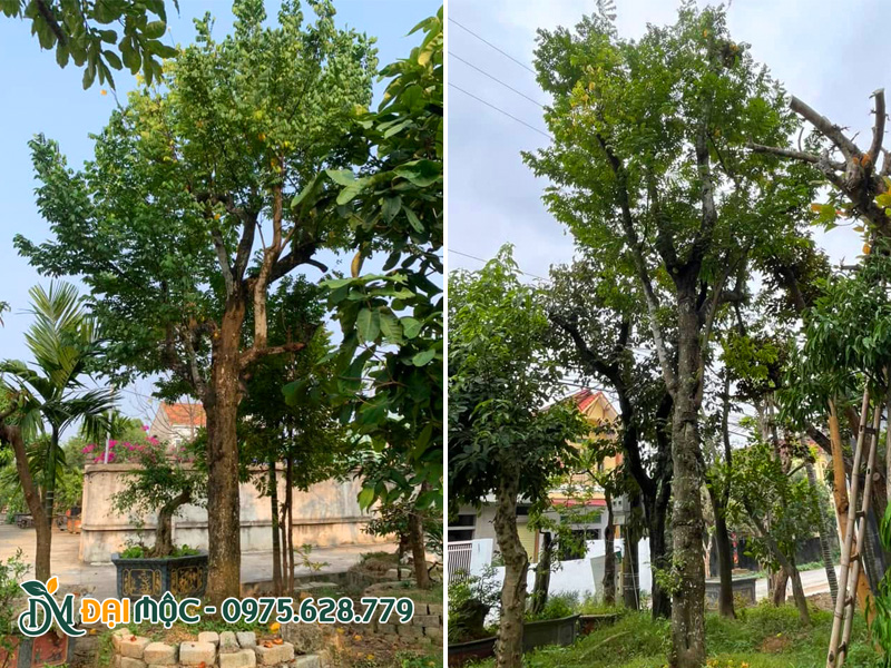Cây khế cổ thụ cao 5 - 6m đang dưỡng ủ tại Đồng Tháp