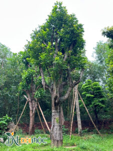 Khế đại thụ đang dâm ủ gần 1 năm, tán lá đang bắt đầu hoàn thiện