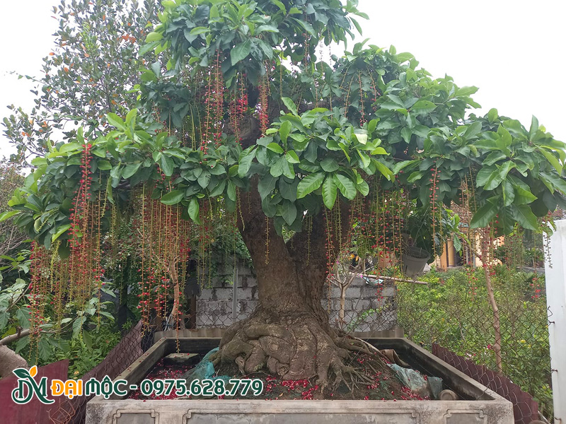 Chậu cây hoa lộc vừng cổ thụ kích thước lớn