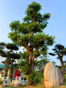 Cây hoa lộc vừng cổ thụ trồng khuôn viên resort