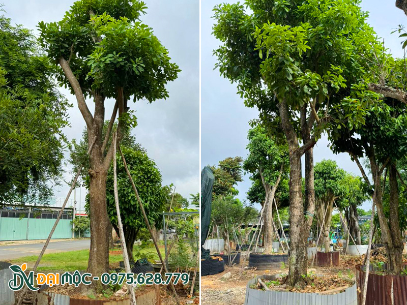 Cây lộc vừng cổ thụ dáng trực, thoát thân từ 2 - 2.5m