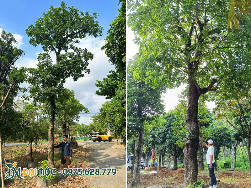 Bãi dưỡng ủ cây lộc vừng cổ thụ, đại thụ chiều cao 7 - 8m