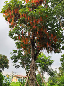 Cây lộc vừng cổ thụ nở hoa siêu đẹp
