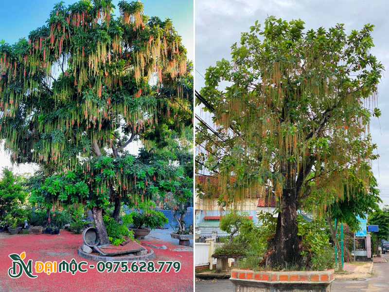 Cây hoa lộc vừng cổ thụ cao 5 - 6m đang nở hoa rực rỡ