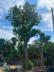 Cây đường kính gốc từ 40cm, thoát thân khoảng 2m5