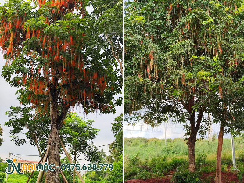 Cây lộc vừng hoa đỏ cổ thụ đang nở hoa rực rỡ