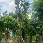 Cây lộc vừng vanh 130cm