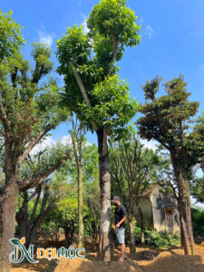Cây Ngọc Lan Cổ Thụ
