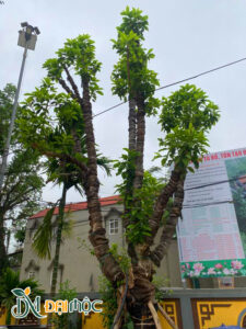 Gốc cây ngọc lan cổ thụ, cành chính lớn