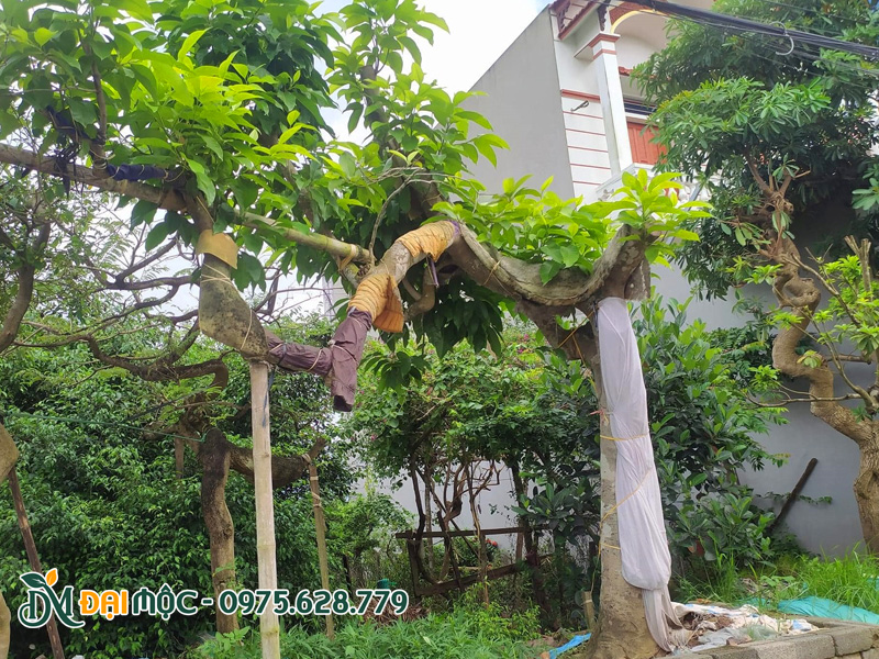 Ngọc lan cổ thụ dáng bàn trà vanh gốc trên 120cm