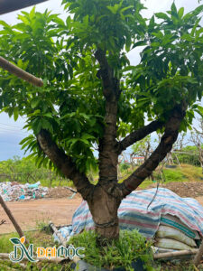Cây gốc lớn, thân thấp phù hợp trồng sân vườn biệt thự, tiểu cảnh